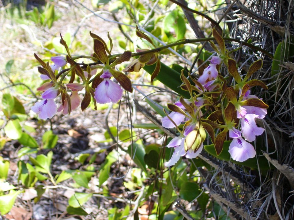 Orquídeas